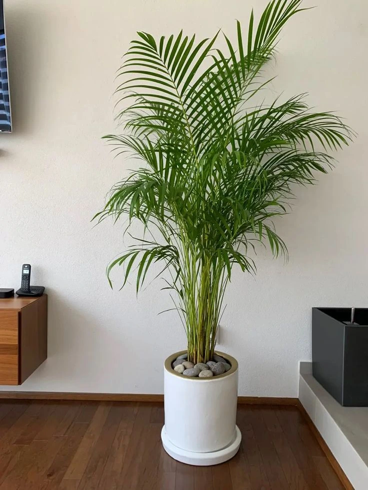 Indoor Plants That Make Your Home Feel Instantly Fresh Areca Palm Best Indoor Plant